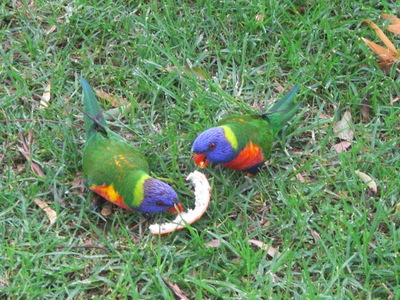 lorikeets